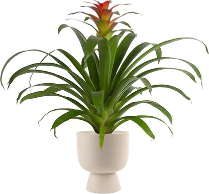 Costa Farms Bromeliad, Flowering Live Indoor Plant in Modern Flower Pot, Houseplant with Flowers in Potting Soil, Grower's Choice, New House Gift, Home or Room Decor, 20-Inches Tall