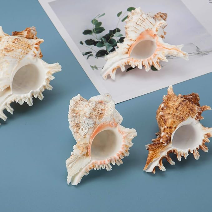 ANPHSIN 4 Pack Conch Sea Shell Air Plant Holders- 4-5 inches Natural Airplant Pot, Decorative Tillandsia Succulent Display Container for Gardening Housewarming Gifts Home Table Decors, No Plants