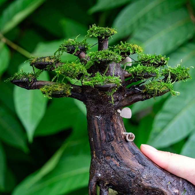 SubstrateSource Live Planted Decor - Moss on Bonsai (Aquascaping Tree) - Low to Moderate Light, Bright Green Freshwater Accent for Aquatic Layouts, Midground Placement Centerpiece - Small, 1 Pack