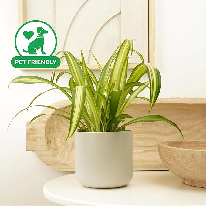 Spider Collection – Bonnie, Reverse & Hawaiian Varieties – Airplane, Pet Friendly Live Indoor Houseplant (4" Spider Plant Hawaiian)