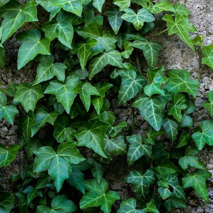 English Ivy Live Plant, 4 Inch Pot, Hardy Green English Ivy Plant for Outdoors Indoors Garden, Potted Vine Plant