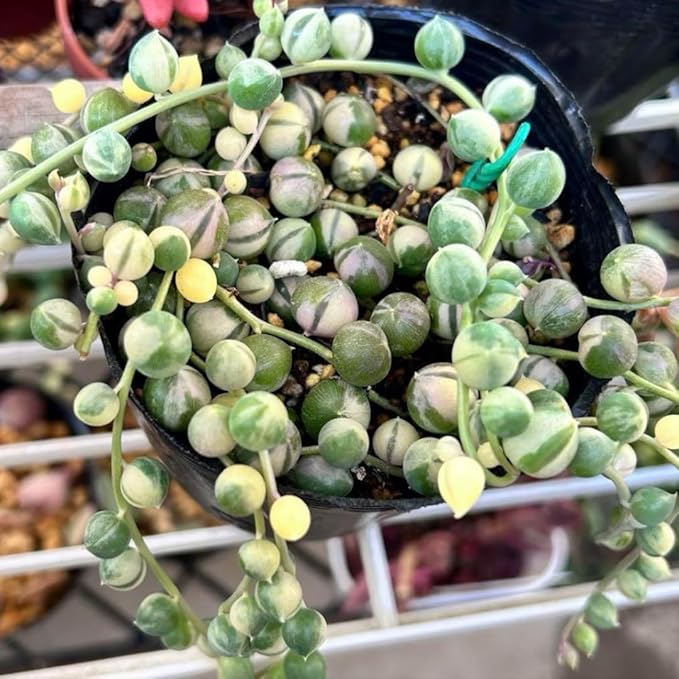 Variegated String of Pearls Plant, Live Succulent Vine in Pot, Rare Indoor Houseplant (4 Inch Pot)