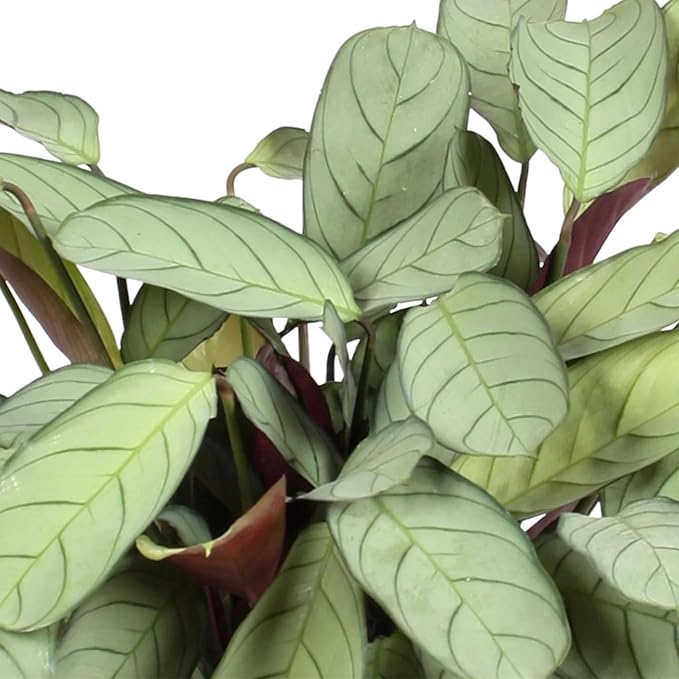 Ctenanthe Burle-Marxii Amagris Live Plant for Indoor | Different Houseplants in 4'' & 6'' Pot | Real House Plant for Living Room, Office & Desk | Never Plant | Fishbone Plant