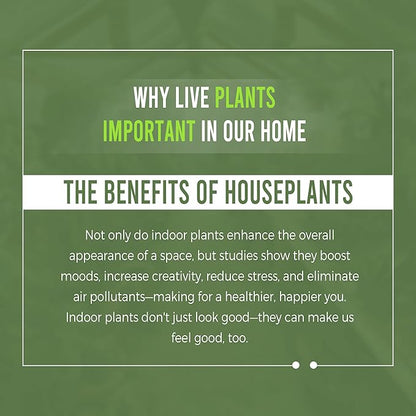 LEAL PLANTS ECUADOR Monstera Adansonii Swiss Cheese Plant (Pack of 2) Indoor houseplant | Live Plant Easy to Grow Indoor| Air Purifying Indoor Plant, Unique Gift for Plant Lovers