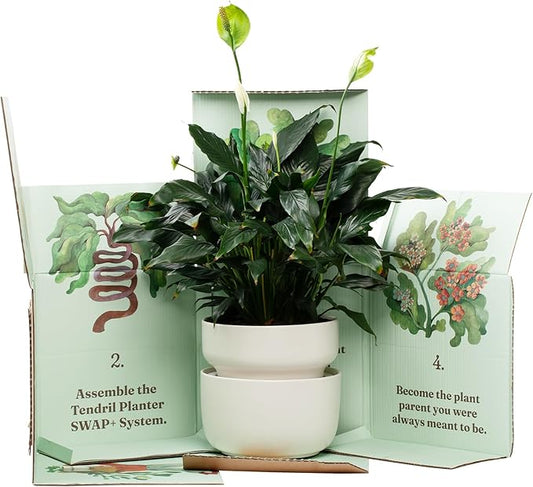 Tendril Planter SWAP+ System | Indoor Ceramic Planter (10"), Self-Watering & Air-Pruning, with Tools & Repotting Mat | USA Organic Soil Included