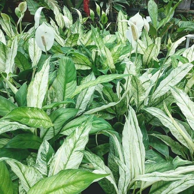 Set 2 Variegated Peace Lily Plants Indoor Live Plant, White Lily Flower Plant Live for Houseplant, 4 to 8 Inc Lily Plant for Indoor Outdoor Planting
