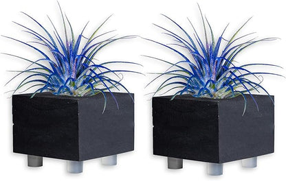 Air Plants - Tillandsia Ionantha - Organically Enhanced Color - Live Arrival Guaranteed - House Plants for Home Decor & Gift (Blue_Bell_2pk+2_Black Planters)