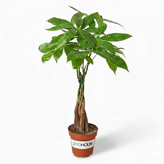 Money Tree Live Plant up to 16" Tall | Symbol of Luck & Wealth Feng Shui Chinese Bonsai Gift | Pet Friendly | Easy Care Beginner for Business and Office by JitoHouse