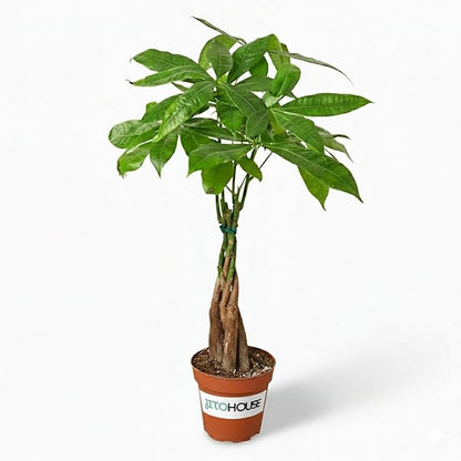 Money Tree Live Plant up to 16" Tall | Symbol of Luck & Wealth Feng Shui Chinese Bonsai Gift | Pet Friendly | Easy Care Beginner for Business and Office by JitoHouse