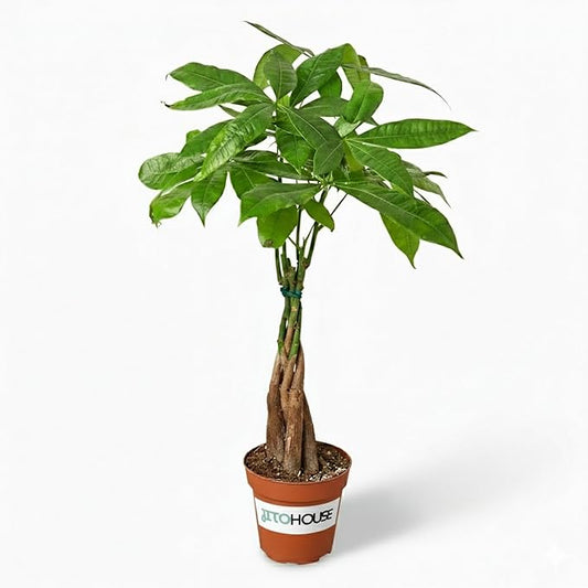 Money Tree Live Plant up to 16" Tall | Symbol of Luck & Wealth Feng Shui Chinese Bonsai Gift | Pet Friendly | Easy Care Beginner for Business and Office by JitoHouse