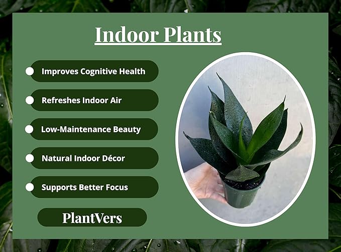 PLANTVERS Sansevieria Emerald Star in 4" Grow Pot – Live Snake Plant – Easy Care Succulent – Air Purifying Indoor Plant – Low Maintenance Houseplant