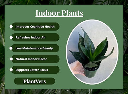 PLANTVERS Sansevieria Emerald Star in 4" Grow Pot – Live Snake Plant – Easy Care Succulent – Air Purifying Indoor Plant – Low Maintenance Houseplant