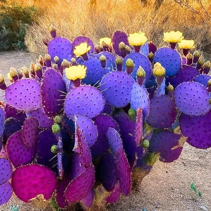 Purple Prickly Pear Cactus Live Plant in 3.5" Pot, Hardy Cactus Succulent with Purple Pads for Garden or Houseplant Decor