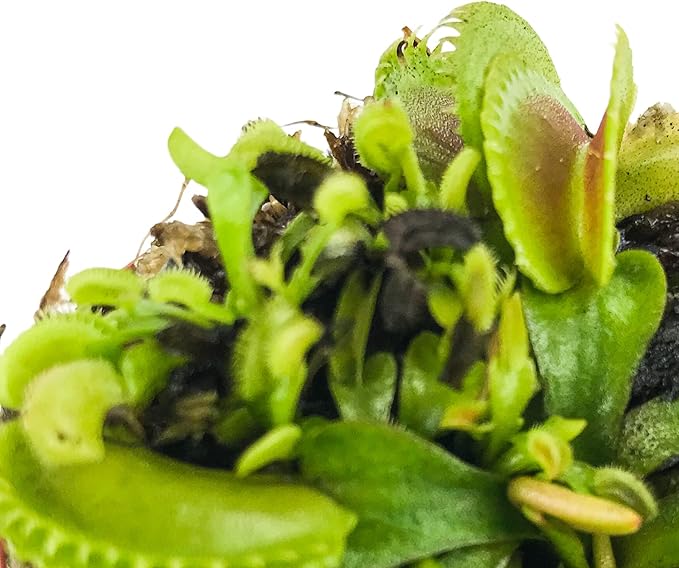 Dente Venus Fly Trap Live Plant - Dionaea muscipula 'Dente' by Wellspring Gardens - Carnivorous Plant - Fly Trap Plant - Unique Indoor Plant - Starter Plant