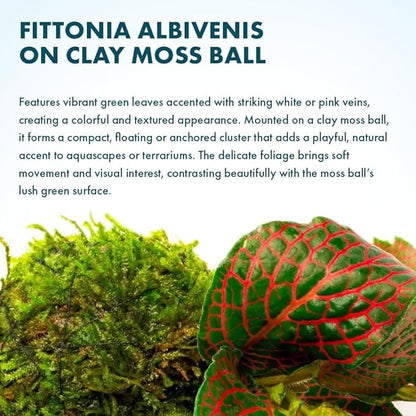 SubstrateSource Live Planted Decor - Nerve Plant (Fittonia albivenis) on Clay Moss Ball - Low to Medium Light, Dark Green Leaves with Veins Terrarium Plant, Emersed or Paludarium Placement - 1 Pack