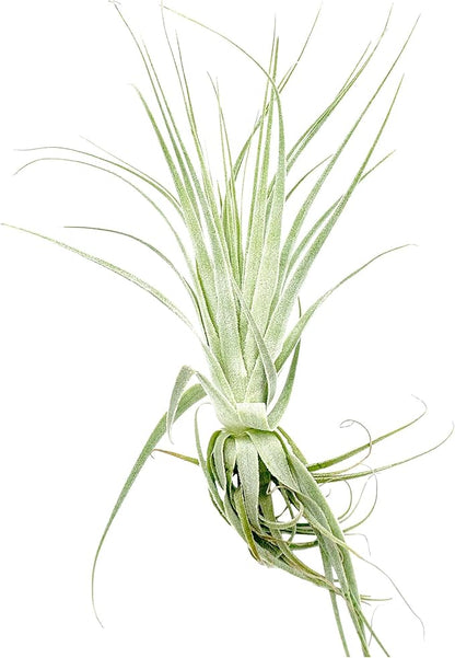 Live Air Plant - Tillandsia Gardneri 5-7” - ragnaroc Rare Collectors Indoor Tropical Plant - Live Arrival Guaranteed - House Plants for Home Decor & Gift