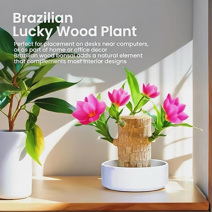 Lucky Wood Plant, Indoor Plant, Brazilian Wood Plants, About to Sprout, Office Desk Ornaments, Kitchen, Living Room (Color-Mixing-1)