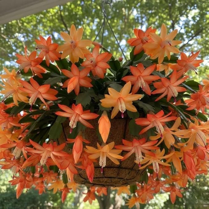 Christmas Cactus Live Plant 4 inch Pot, Christmas Flower Plant, Flower Succulents Plants, Holiday Christmas Cactus for Planting (Orange Christmas Cactus)