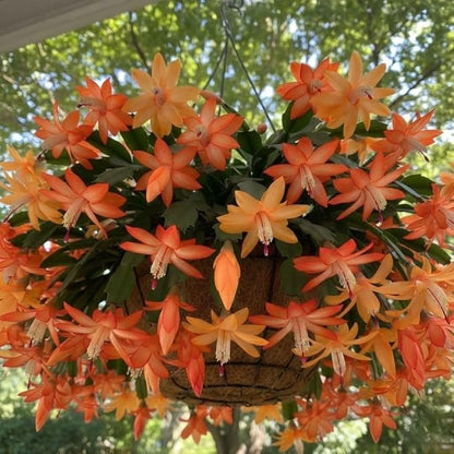 Christmas Cactus Live Plant 4 inch Pot, Christmas Flower Plant, Flower Succulents Plants, Holiday Christmas Cactus for Planting (Orange Christmas Cactus)