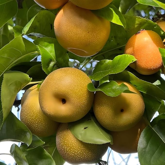 Hosui Asian Pears Trees for Planting | 2.5–3 Ft Live Hosui Live Plant| Easy-Grow Edible Fruit Tree for Home Gardens & Patios | No Ship to CA,HI,AK