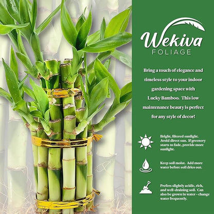 Lucky Indoor Bamboo Tower - Live Plant - Ships Bare Root - Approx 6 Inch Tall Multileveled Stalks - Air Purifying Feng-Shui Zen Garden Houseplants
