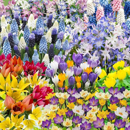 Flower Bulbs for Fall Planting, Top-Size Bulbs with 5 Varieties for Colorful Spring Blooms, Continuous 50 Days of Colorful Blooms (Mixed Flower Bulbs)