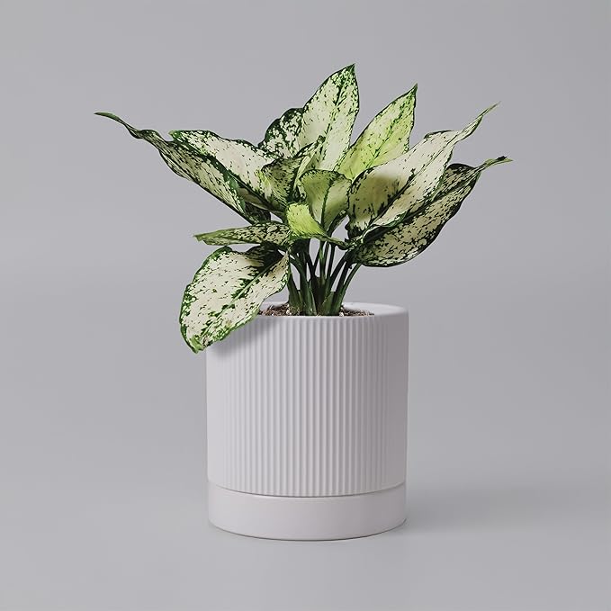 6 Inch Ceramic Plant Pot with Drainage & Saucer - Indoor Planter for Succulents, Cacti & Aloe Vera - Striped Design, High-Temp Fired Clay, Lightweight Modern Decor White