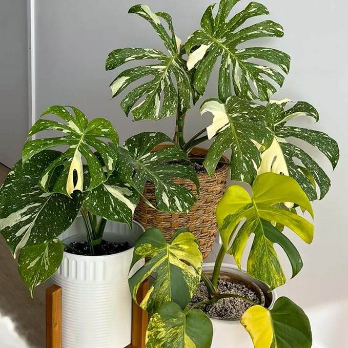 Rare Monstera Plant, Monstera Live Plant Fully Rooted, Ready to Grow Philodendron 4-8 Inches, Live Houseplants, Indoor Plants (Thai Variegated Monstera)