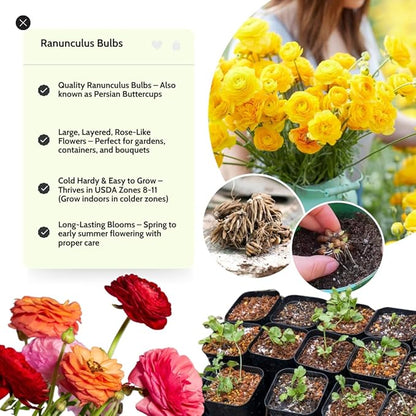 Yellow Ranunculus Flowers Bulbs for Spring Planting, Perennial Flower Bulbs, Early Spring Flower to Plant Outside, Colorful Blooms Groundcover Bulbs, Top Size