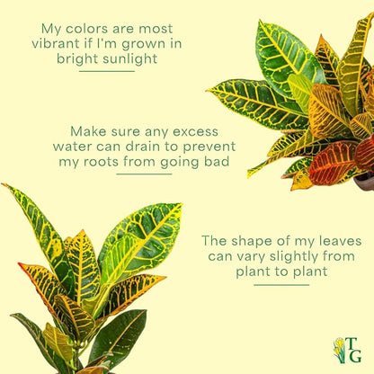 Thorsen's Greenhouse Live Petra Croton Plant, Codiaeum Variegatum, Colorful Foliage, Live Indoor Houselant (Lavender, 4-inch Pot)