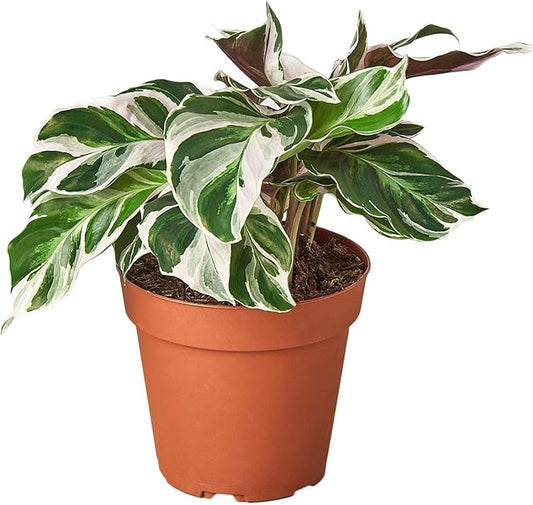 Calathea White Fusion Live Plant for Indoor | Different Houseplants in 4'' & 6'' Pot | Real House Plant for Living Room, Office, Desk & Bathroom | Peacock Plant | Zebra Plant