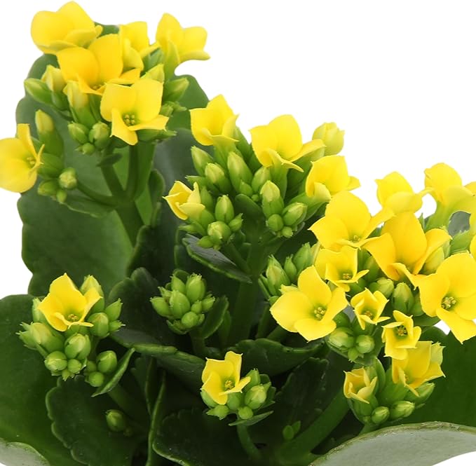 Florist Kalanchoe Live Succulent Plants (3 Pack), Flowering Flaming Katy Succulents, Easy Plant Care, Approx. 7 in. Tall, Drought-Tolerant Indoor Houseplants in 3.5 in Pots