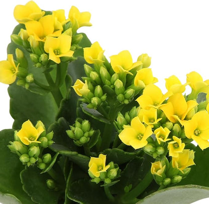 Florist Kalanchoe Live Succulent Plants (3 Pack), Flowering Flaming Katy Succulents, Easy Plant Care, Approx. 7 in. Tall, Drought-Tolerant Indoor Houseplants in 3.5 in Pots