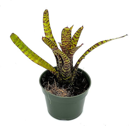 ragnaroc Live Plants – Bromeliad Neoregelia Tiger, 4-8" in 4" Pot - 1ct - Live Arrival Guaranteed - House Plants for Home Decor & Gift