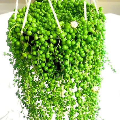 Trailing String of Pearls Plant Live in 2'' Pot, String of Pearls Plants, Live Trailing Succulent Plants, Indoor Houseplant, Hanging Succulent Live Plant
