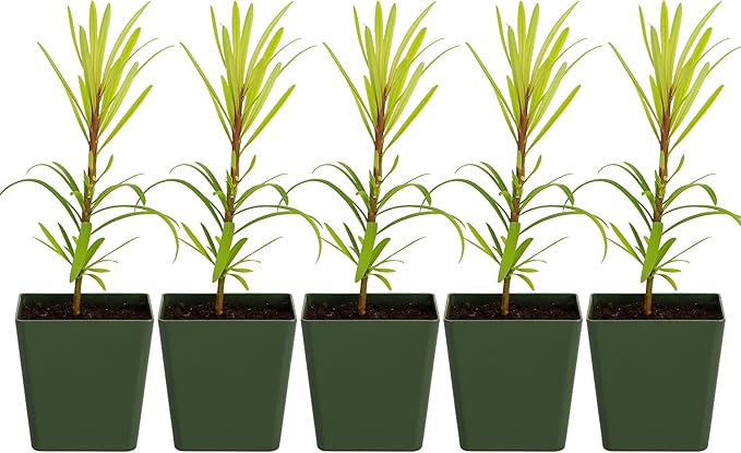 My Shelfie – Podocarpus Macrophyllus Maki Tree (Japanese Yew), 2-Inch Live Evergreen Bonsai Starter Plant for Outdoor Garden, Hedge, or Landscape Décor (5)
