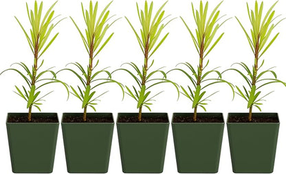My Shelfie – Podocarpus Macrophyllus Maki Tree (Japanese Yew), 2-Inch Live Evergreen Bonsai Starter Plant for Outdoor Garden, Hedge, or Landscape Décor (5)