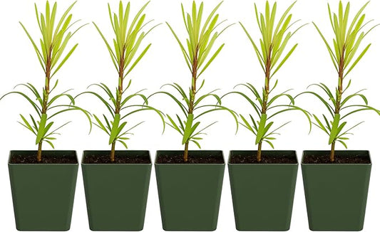My Shelfie – Podocarpus Macrophyllus Maki Tree (Japanese Yew), 2-Inch Live Evergreen Bonsai Starter Plant for Outdoor Garden, Hedge, or Landscape Décor (5)