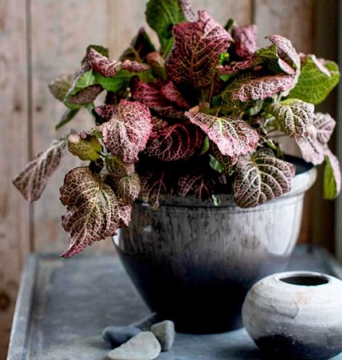 The HC Companies Pizzazz Decorative Round Flower Pots w/Ceramic Look - UV-Resistant Decorative Pot for Outdoor & Indoor Plant Pots - Modern Planter for Flower, Herbs (9” Foggy Gray, Pack of 1)