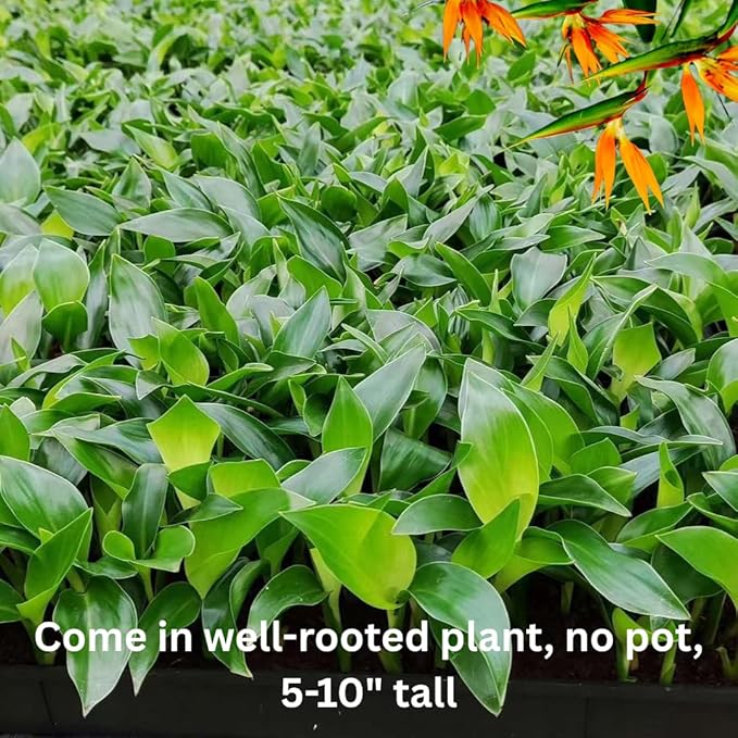 Bird of Paradise Plant Live Houseplant, 5 to 10 Inches Tall, Tropical Strelitzia Reginae Bird of Paradise Bush Live Plant (White Bird of Paradise)