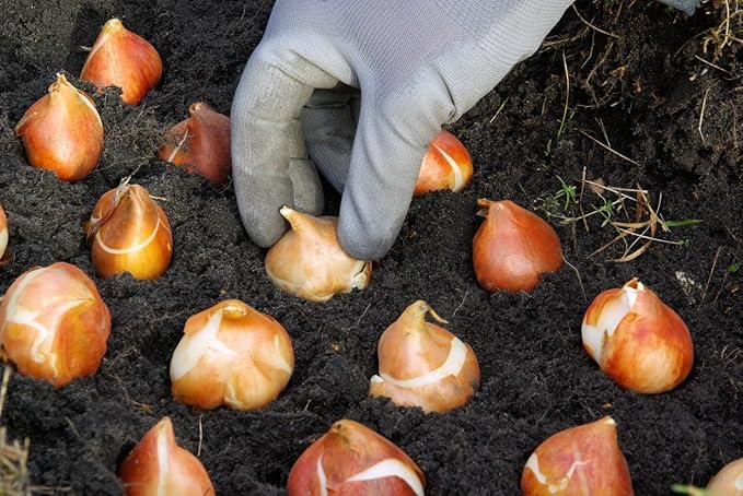 5 Dordogne Tulip Bulbs – Vibrant Purple & Yellow Blooms – Perfect for Cut Flowers & Spring Gardens – Hardy & Easy to Grow Perennial Tulips