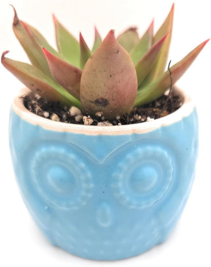 Blisse Wood Owl Planter (Blue)