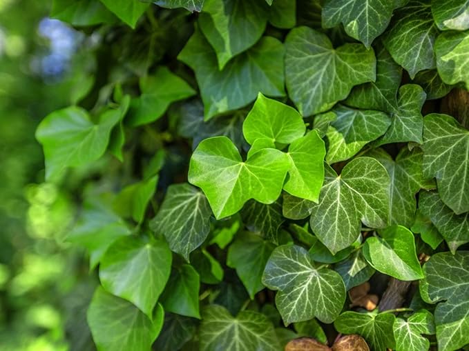 English Ivy Globe - 5 Live Plants in 4 Inch Pots - Hedera Helix - Florist Quality - Beautiful Easy Care Indoor Air Purifying Topiary Houseplant Vine