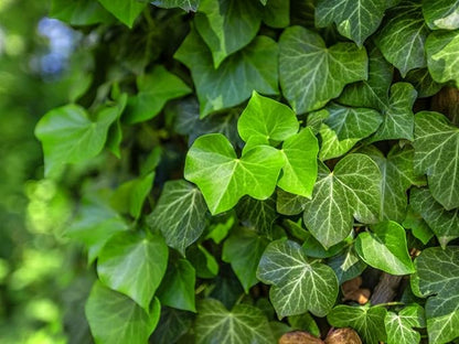 English Ivy Globe - 3 Live Plants in 4 Inch Pots - Hedera Helix - Florist Quality - Beautiful Easy Care Indoor Air Purifying Topiary Houseplant Vine