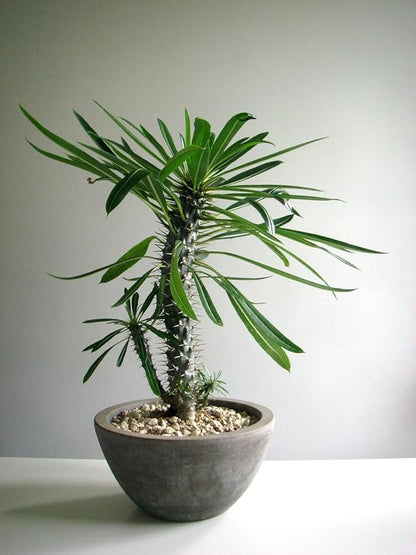 Gardenera Premium Madagascar Palm Potting Mix - Crafted for Thriving Growth and Unique Elegance - 1 Quart