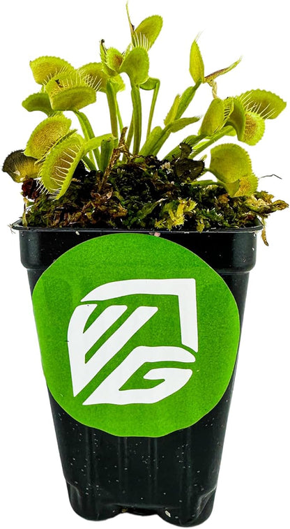 King Henry Venus Fly Trap Live Plant - Dionaea muscipula by Wellspring Gardens - Carnivorous Plant - Indoor Plant - Unique Garden Plant - Starter Plant Aquatic Plant