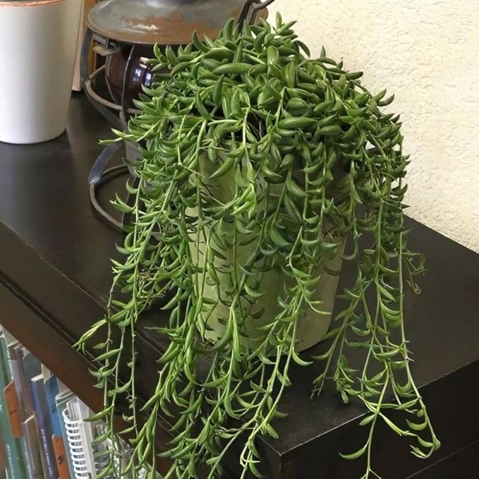 String of Banana Live Plants, Easy Indoor Trailing Succulent in 4" Pot, Hanging Succulent Houseplant Indoor Outdoor Planting