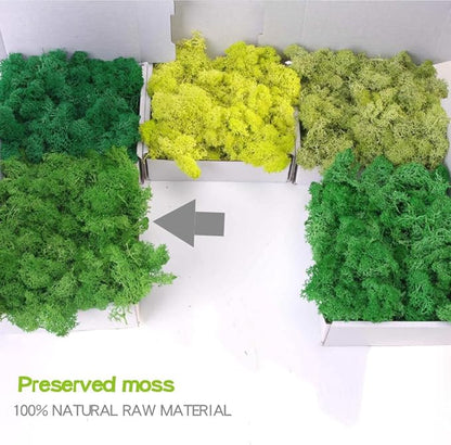 Preserved Moss-3.5 OZ Moss for Crafts Faux Moss Decor Natural Green Moss for Art Wall Florist Decor(Green 3.5 OZ)
