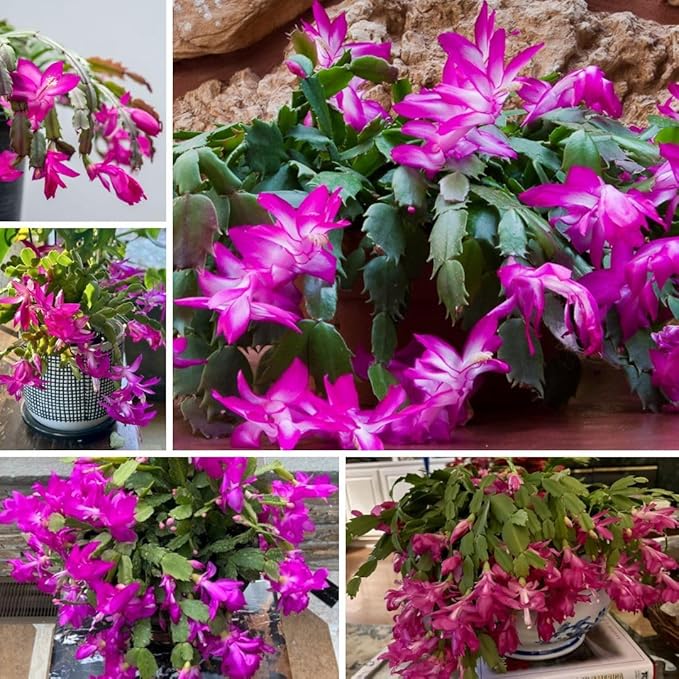 Christmas Cactus Live Plant 4 inch Pot, Christmas Flower Plant, Flower Succulents Plants, Holiday Christmas Cactus for Planting (Pink Christmas Cactus)