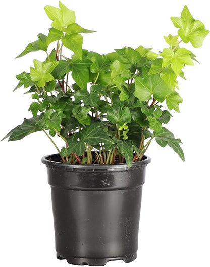 Thorsen's Greenhouse Live Green English Ivy Plant, Hedera Helix, Natural Air Purifier, Easy to Grow, Live Indoor Houseplant, 4" Diameter Pot (Nursery Pot)